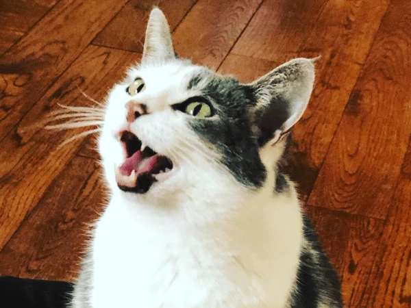 View of Excessive Cat Meowing & Crying: Why It Happens & What to Do